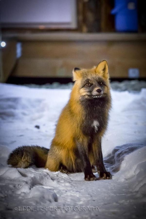 Talkeetna Villas And Tours Экстерьер фото